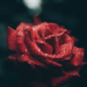 Meet your Posher, Misty